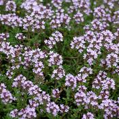 Thymus vulgaris (Thyme) Tincture 100ml