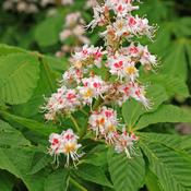 Aesculus hippocastanum (European Horse Chestnut) 100ml