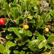 Arctostaphylos uva ursi  (Bearberry) Tincture 100ml