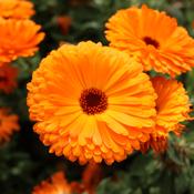 Calendula (Common Marigold) Fixed Oil 100ml