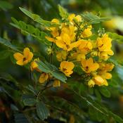 Cassia angustifolia (fol) (Senna leaf) Tincture 100ml