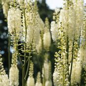 Cimicifuga racemosa (Black cohosh) Tincture 100ml