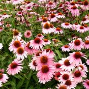 Echinacea purpurea (Echinacea)Tincture 100ml