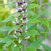 Leonurus cardiaca (Common motherwort) Tincture 100ml