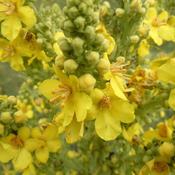 Verbascum thaspus (Mullein) Tincture 100ml