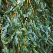 Salix Alba (White Willow) Dried Herb 100g - 40% discount - while stocks last