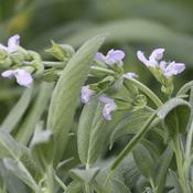 Salvia officinalis (Sage) Tincture – 100ml