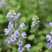Scutellaria lateriflora Tincture (Blue Skullcap) – 100ml