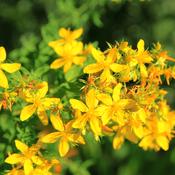 Hypericum perfoliatum (St John's Wort) Fixed Oil 100ml