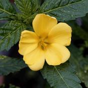 Turnera diffusa (Damiana) Tincture 100ml