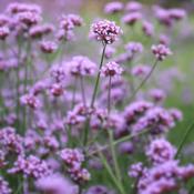 Verbena off. (Vervain) Tincture 100ml