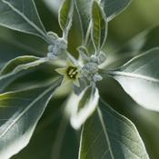 Withania somnifera (Ashwagandha) Tincture 100ml