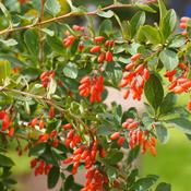Barberry (Berberis vulgaris) – 100g - 20% Discount Special Offer