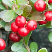 Bearberry Leaf (Arctostaphylos uva ursi) – 100g