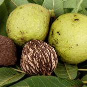 Juglans nigra (Black walnut) Tincture 100ml
