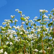 Buckwheat Flakes – 500g image