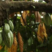 Theobroma cacao (Cocoa) Tincture 100ml