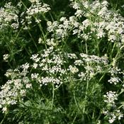 Caraway (Carum carvi) – 100g