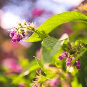 Symphytum off. (Common comfrey) Fixed Oil 100ml