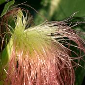 Corn Silk (Zea mays) – 100g