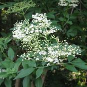 Elderflower (Sambucus nigra) – 100g -