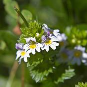Eyebright (Euphrasia officinalis) – 100g