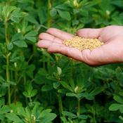 Fenugreek Seeds (Trigonella foenum-graecum) – 500g recipe below!