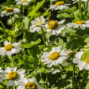 Tannacetum parthenium (Feverfew) Tincture 100ml