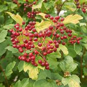Cramp Bark (Viburnum opulus) – 100g