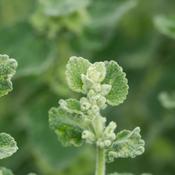 Horehound White (Marrubium vulgare) – 100g