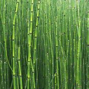 Horsetail (Equisetum arvense) – 100g