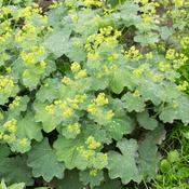 Alchemilla vulgaris (Lady's Mantle) Tincture - 100ml