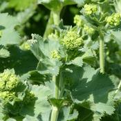 Lady's Mantle (Alchemilla vulgaris) – 100g