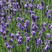 Lavendula angustifolia (Lavender) Tincture 100ml