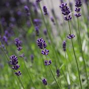Lavender (Lavandula angustifolia) – 100g