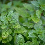 Lemon Balm (Melissa officinalis) – 100g