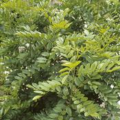Licorice Root - Sweet Root (Glycyrrhiza glabra) – 100g