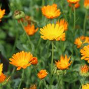 Marigold (Calendula officinalis) – 100g