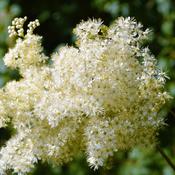 Filipendula ulmaria (Meadowsweet) Tincture 100ml