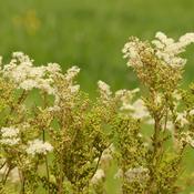 Meadowsweet (Filipendula ulmaria) – 100g