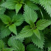 Nettle leaf Organic - Urtica dioica fol 100g