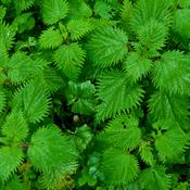 Urtica dioica (fol) (Nettle leaf) Tincture 100ml