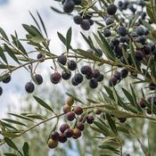 Olive Leaf (Olea europea) – 100g