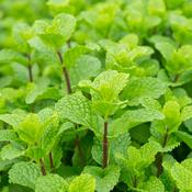 Peppermint (Mentha piperita) – 100g