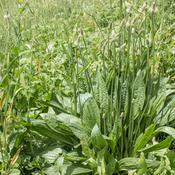 Plantain Leaf (Plantago lanceolata) – 100g