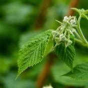 Raspberry Leaf Organic (Rubus idaeus) – 100g