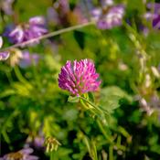 Trifolium pratense (Red clover) Tincture 100ml