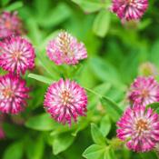 Red Clover (Trifolium pratense) – 100g