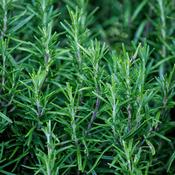 Rosemary (Rosmarinus officinalis) – 100g
