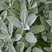Sage (Salvia officinalis) – 100g